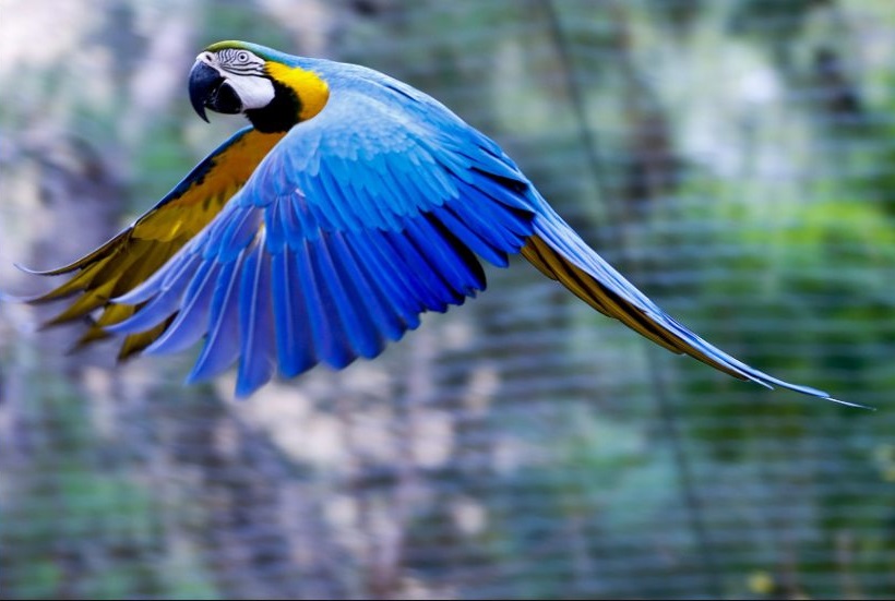 Blue parrots in Antalya zoo